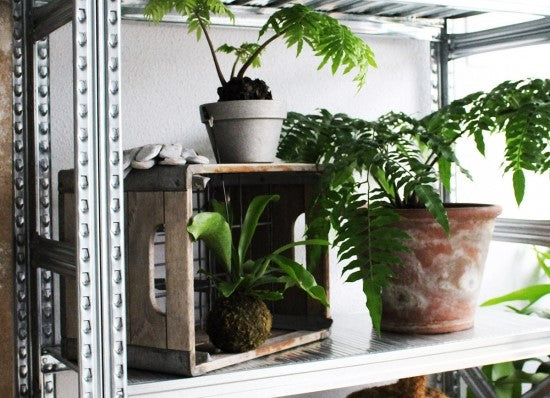 観葉植物 収納 ラック